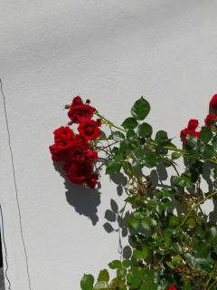 Casa delle rose - 9