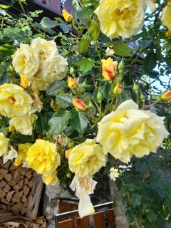 Casa delle rose - 7