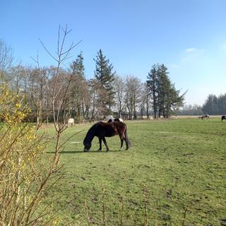 Urlaub zwischen Nord- und Ostsee - Leck - 9