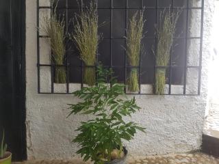 Las Encinas - Yeste - 4