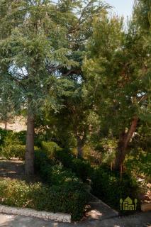 Villa Tra i Pini - Green & Relax - Castellana Grotte - 9