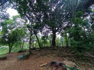 Benjamin homestay - Mawlynnong - 7