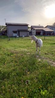 白神山地の麓でヤギのいるゲストハウス　あわじ商店 - Fujisato - 1