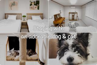 Ilbo Stay Seoul Homestay with Dog & Cat - 7