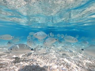 Dommu de Nannai Moro: Camera con bagno e balcone - 9