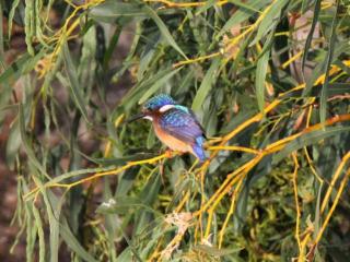 Little Stream Farm - Cape Town - 1