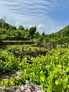 Guest House Noku - Koman - 6