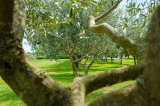 Uliveto Apartment - Fasana - 7