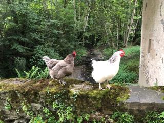 Chambres d’hôtes sur une île - 2