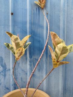 MELAKA BEACH VILLA ( A TYPE ) - 5