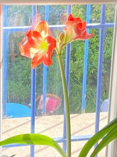 Haut de jardin dans une maison - Dijon - 2