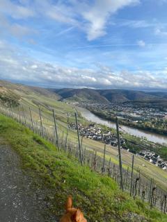 Apartment an der Mosel 2 - Graach - 7