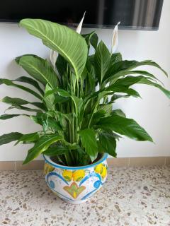 Sabina's House - 2