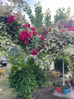 Guest House Miracle Garden - Vlorë - 8