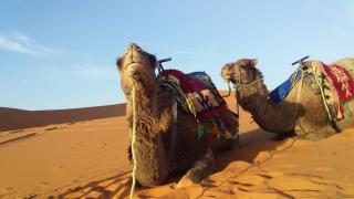 Merzouga camel trek - Merzouga - 7