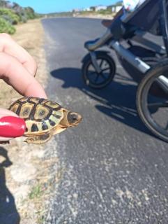 Beach Walk by Salted Fynbos Staying - Pearly Beach - 5
