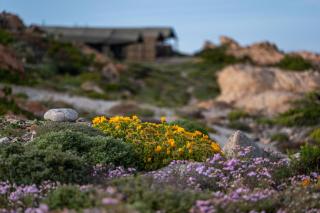 Namaqua Flowers Beach Camp - Strandfontein - 7