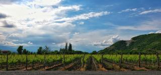 Burki Castle & Cellar - 1