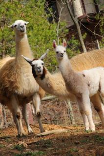 Seaboard Coast Line 0843 sleep in a caboose on a bison ranch - 5