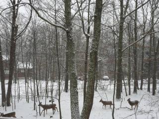 Gated Poconos cabin with Community Amenities - Bushkill - 5