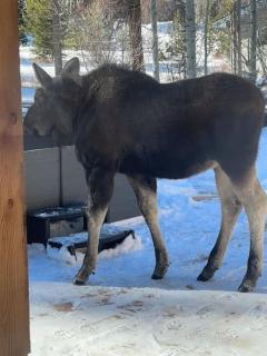 Luxury Mountain Retreat - 9