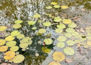 Karina Resort Chiang Mai - 1