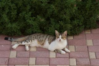 Limenaria Apartments - 5