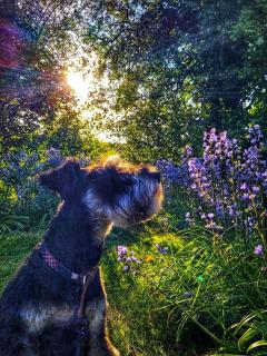 Elm Tree Cottage - 3