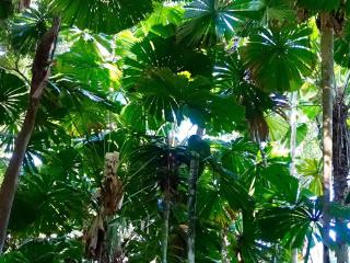 Coconut Beach House - Cape Tribulation - 4