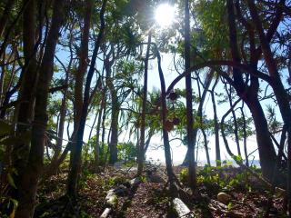 Coconut Beach House - Cape Tribulation - 7