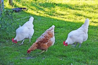 Ferienwohnungen in Baabe beim Fischer - Baabe - 2