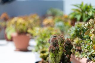 Cactopia Apartments - Stapelia Apartment - Kastellákia - 6