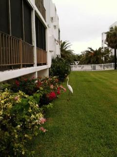 Oceanfront oasis with beach views & heated pool #34 - Marathon - 7