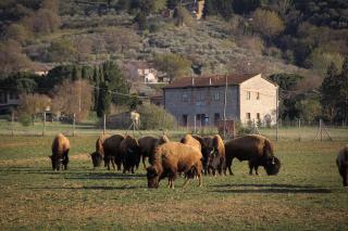 Terra dei Bisonti - 5
