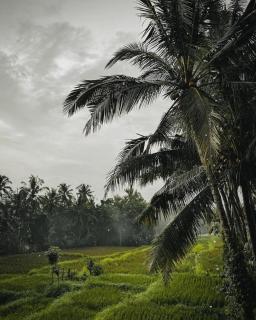 Nirwa Ubud Karma - Ubud - 9