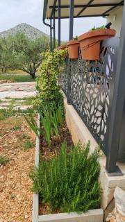 Green house - Dograde - 1