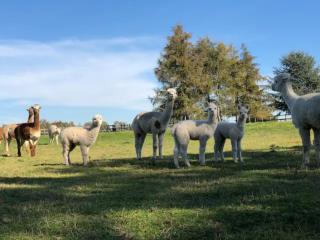 The Willows - Great Horkesley - 3