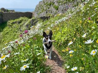 Cheerful holiday home at Landscove Holiday Park in Brixham - 2