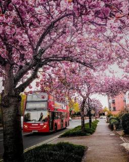 Peaceful Flat in Heart of London - Londra - 1