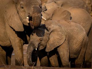 Khanya Tented Camp - Phalaborwa - 1