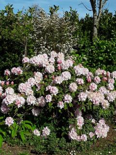 TY STEMIDOR - 1