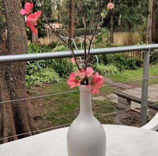 isla delta encantado - Tigre - 2