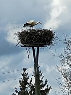 Am Storchennest - Ahrenshagen - 8