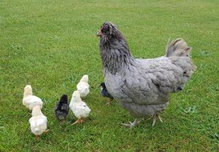 Arias Farm accomodation Rotorua - 3