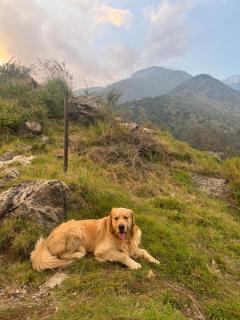 Snow Biscuit Mountain Resort - Dharamshala - 2