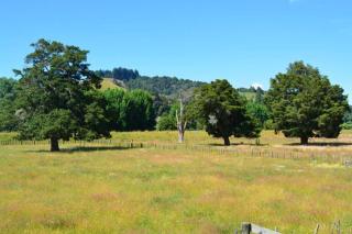 Riverlea Cottage - cosy, comfy, quiet, central - 7
