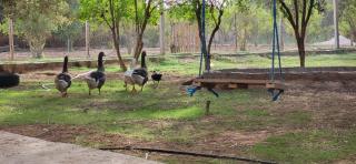Zina Resort Guesthouse & Camping - Zurayq Barrānīyah - 5