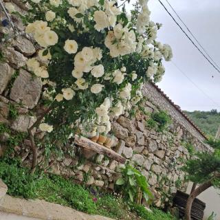 La Casina Fiorita - Arola - 7