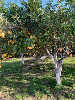 La caccetta - 3