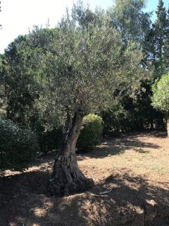 Villa La Tartane - Les Issambres - Les Issambres - 1